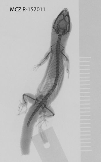 Media type: image;   Herpetology R-157011
